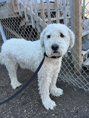 Ollie, Poodle/Labrador Retriever, senior, available for adoption