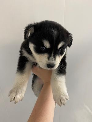 Obara Sand, Husky/Shepherd, puppy, available for adoption