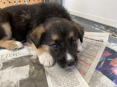 Fern, Shepherd/Great Pyrenees, puppy, available for adoption