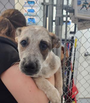 A person holding a small dog with a gray and white coat, standing in front of a chain-link fence.
