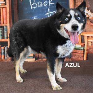Azul, Cattle Dog, Australian (Blue Heeler), senior, available for adoption