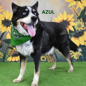 Azul, Cattle Dog, Australian (Blue Heeler), senior, available for adoption