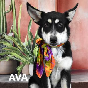 Ava, Husky, young, available for adoption