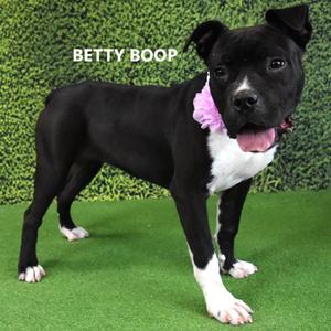 Betty Boop, Terrier, Pit Bull, adult, available for adoption