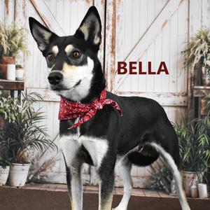 Bella, Husky, adult, available for adoption