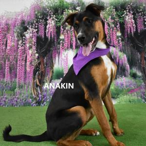 Anakin, Mixed Breed (Large), adult, available for adoption