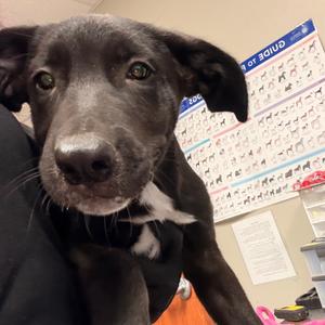 Bearclaw, Retriever, Labrador, puppy, available for adoption