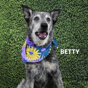 Betty, Cattle Dog, Australian (Blue Heeler), senior, available for adoption