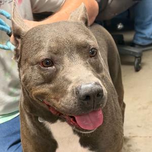Abu, Terrier, Pit Bull, adult, available for adoption