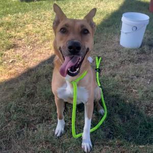 Bella, Shepherd, German, adult, available for adoption
