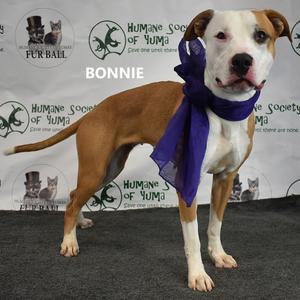 Bonnie, Terrier, Pit Bull, adult, available for adoption