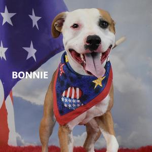 Bonnie, Terrier, Pit Bull, adult, available for adoption