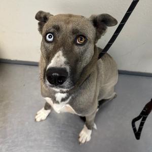 A gray dog with heterochromia, one blue eye and one brown eye, sitting on a gray floor with a black leash attached to its collar.