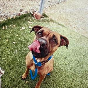 Betty Boo, Boxer, adult, available for adoption