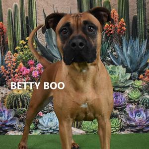 Betty Boo, Boxer, adult, available for adoption