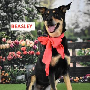 Beasley, Kelpie, Australian, adult, available for adoption