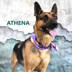Athena, Shepherd, German, adult, available for adoption
