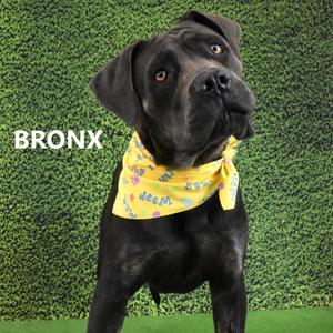 Bronx, Mastiff, adult, available for adoption