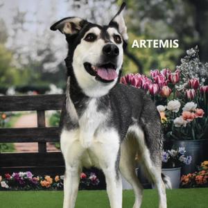 Artemis, Husky, adult, available for adoption