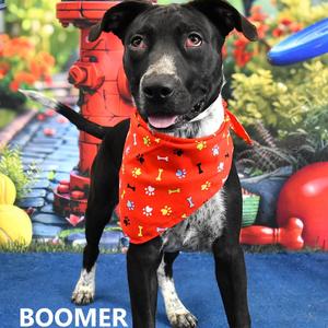 Boomer, Terrier, Pit Bull, adult, available for adoption