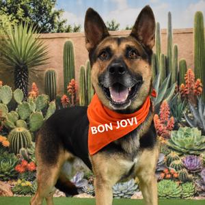 Bon Jovi, Shepherd, German, adult, available for adoption