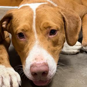 Brownie, Terrier, Pit Bull, adult, available for adoption