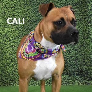 Cali, Boxer, adult, available for adoption