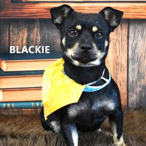 Blackie, Chihuahua, adult, available for adoption