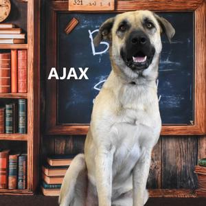 Ajax, Shepherd, Anatolian, adult, available for adoption