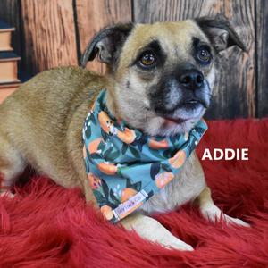 Addie, Mixed Breed (Small), adult, available for adoption