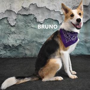Bruno, Collie, Border, adult, available for adoption