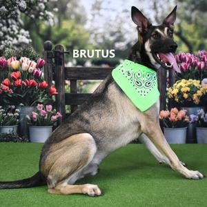 Brutus, Shepherd, adult, available for adoption