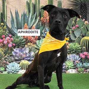 Aphrodite, Terrier, Pit Bull, adult, available for adoption