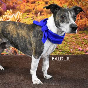 Baldur, Corgi, Cardigan Welsh, senior, available for adoption