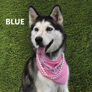 Blue, Husky, adult, available for adoption
