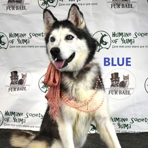 Blue, Husky, senior, available for adoption