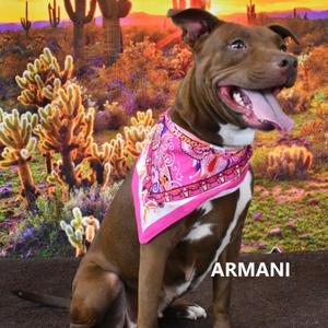 Armani, Terrier, Pit Bull, adult, available for adoption