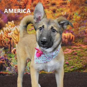 America, Shepherd, young, available for adoption