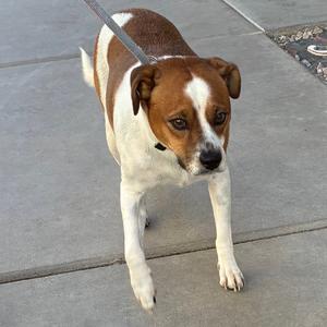 A brown and white dog on a leash walking on a sidewalk.