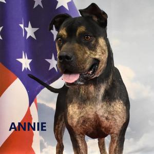 Annie, Terrier, Pit Bull, adult, available for adoption