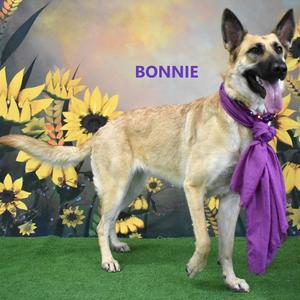 Bonnie, Shepherd, German, adult, available for adoption