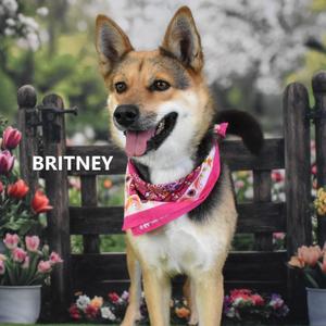 Britney, Shiba Inu, adult, available for adoption