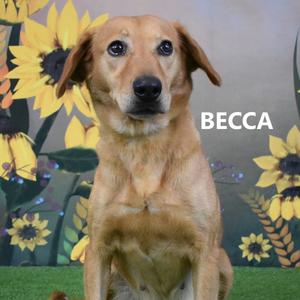 Becca, Retriever, Golden, adult, available for adoption
