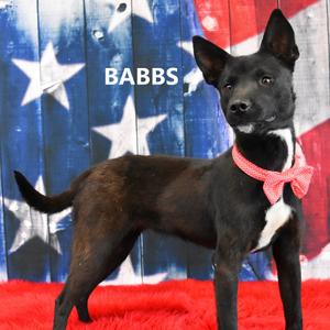 Babbs, Shepherd, adult, available for adoption