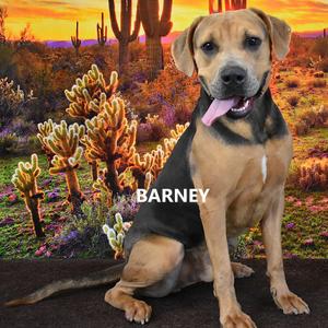 Barney, Hound, adult, available for adoption