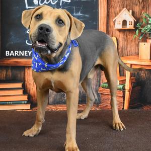 Barney, Hound, adult, available for adoption
