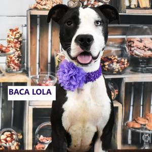 Baca Lola, Terrier, Pit Bull, adult, available for adoption