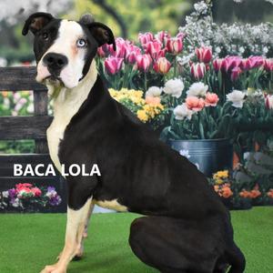 Baca Lola, Terrier, Pit Bull, adult, available for adoption