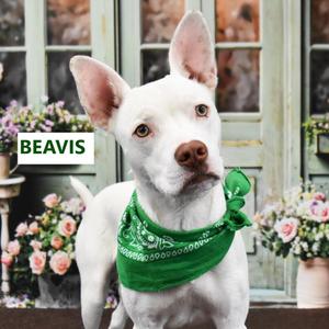 Beavis, Mixed Breed (Large), adult, available for adoption