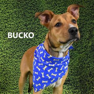 Bucko, Mixed Breed (Medium), adult, available for adoption